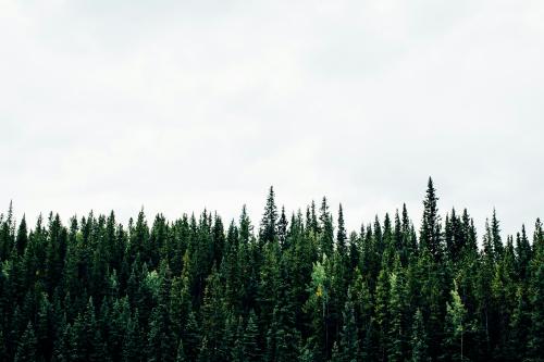  A Canadian forest. Photo by Michael Benz on Unsplash