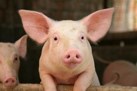 Wendy’s faces vote on treatment of pigs